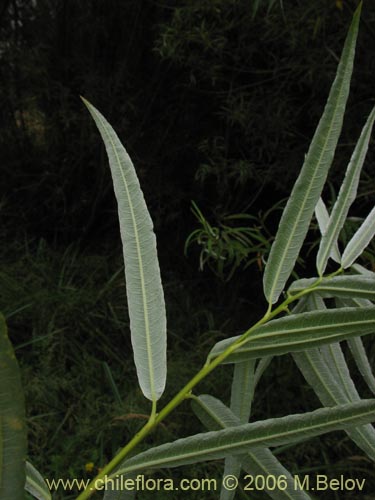 Image of Salix viminalis (Sauce mimbre). Click to enlarge parts of image.